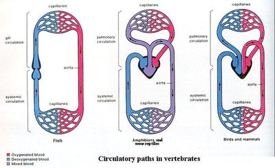 Circulatory paths in vertebrates