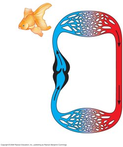 Single circulation in fish