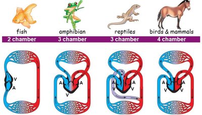 Heart chambers in vertebrates