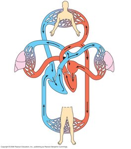 Double circulation in mammals