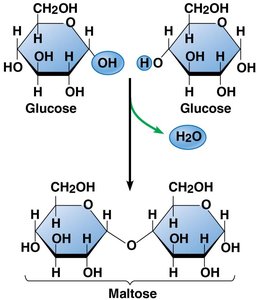 Formation of maltose from two glucose molecules