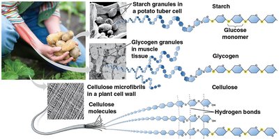Starch, glycogen, cellulose structures