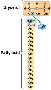 Dehydration reaction linking fatty acid to glycerol