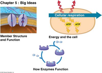 Chapter 5: Big Ideas - Membrane structure, energy, and enzymes
