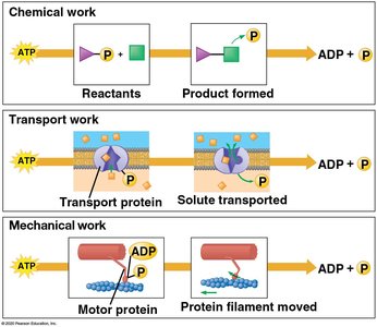 ATP powers chemical, transport, and mechanical work