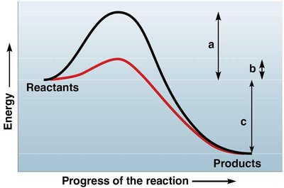 Energy diagram showing effect of enzyme on activation energy