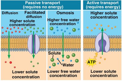 Comparison of passive and active transport across membranes