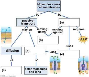 Flowchart of membrane transport mechanisms