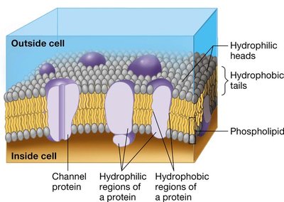 Diagram of the fluid mosaic model of the membrane