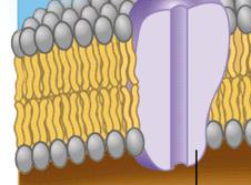 Close-up of phospholipid bilayer and membrane protein