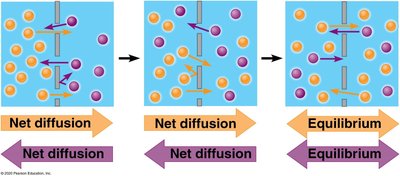Diagram showing net diffusion and equilibrium across a membrane