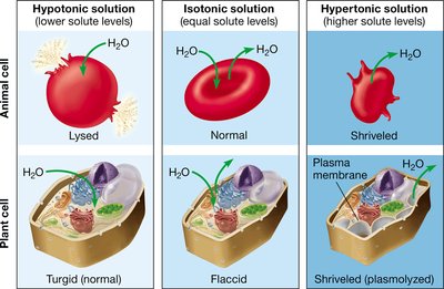 Effects of hypotonic, isotonic, and hypertonic solutions on animal and plant cells