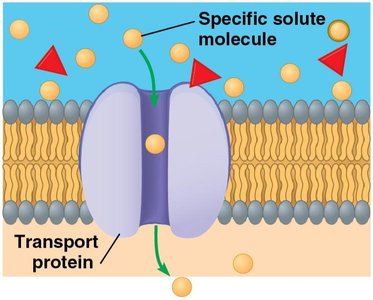 Transport protein facilitating movement of solute across membrane