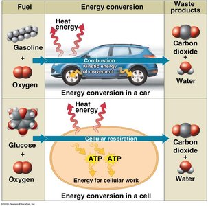 Comparison of energy conversion in a car and a cell