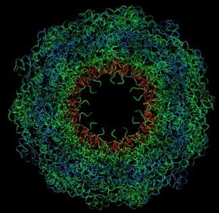 Organic macromolecules found in cells
