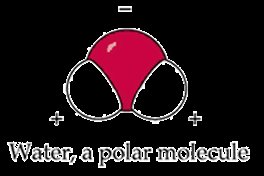 Water molecule showing polarity