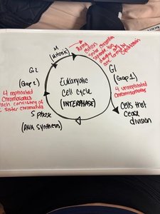 Diagram of the eukaryotic cell cycle with phases labeled