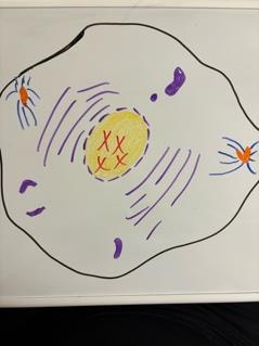 Cell in prophase with condensed chromosomes and spindle formation