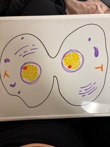Cell in cytokinesis with two daughter cells forming