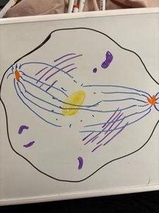 Cell in metaphase with chromosomes aligned at the metaphase plate
