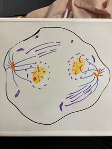 Cell in anaphase with chromosomes moving toward opposite poles