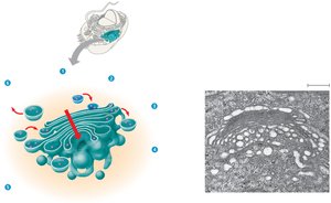 Golgi apparatus structure and vesicle transport