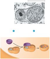 Lysosome fusion and digestion