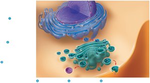 Relationships among endomembrane system organelles