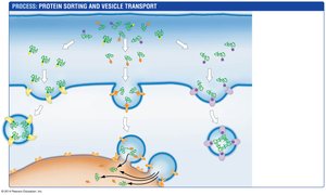 Protein sorting and vesicle transport