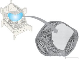 Central vacuole in plant cell