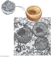 Structure of peroxisome