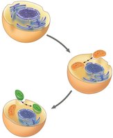 Endosymbiont theory diagram