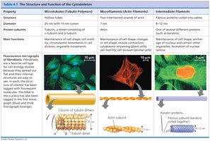 Structure and function of cytoskeleton
