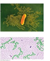 Prokaryotic chromosome and plasmids