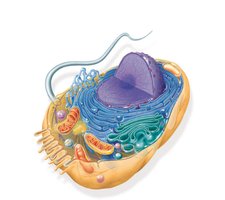Diagram of an animal cell with labeled organelles