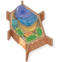 Diagram of a plant cell with labeled organelles