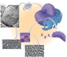 Structure of the nucleus and nuclear envelope