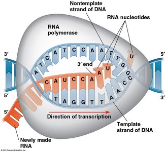 General Biology Study Guide: Gene Expression & Mutations | Notes