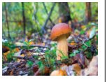 Illustration of a mushroom