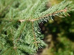 Conifer branch