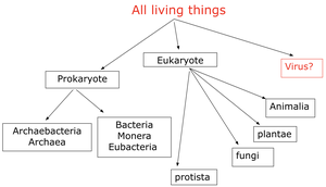 Diagram showing the six kingdoms and their relationships