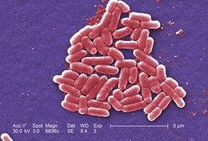 Diagram of a typical bacterial cell