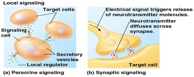 Paracrine and synaptic signaling diagrams