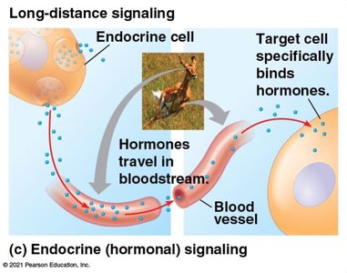 Endocrine (hormonal) signaling diagram