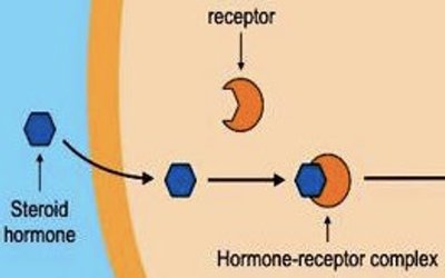 Steroid hormone binding to intracellular receptor