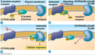 Receptor tyrosine kinase activation and phosphorylation