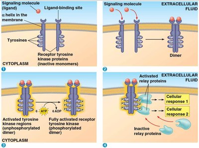 RTK dimerization and phosphorylation