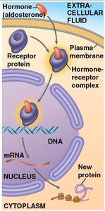 Hormone-receptor complex regulating gene expression