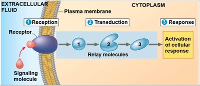 Signal transduction pathway and amplification