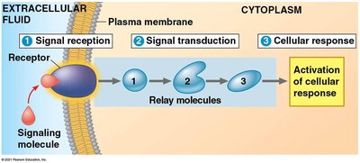Diagram of the three stages of cell signaling